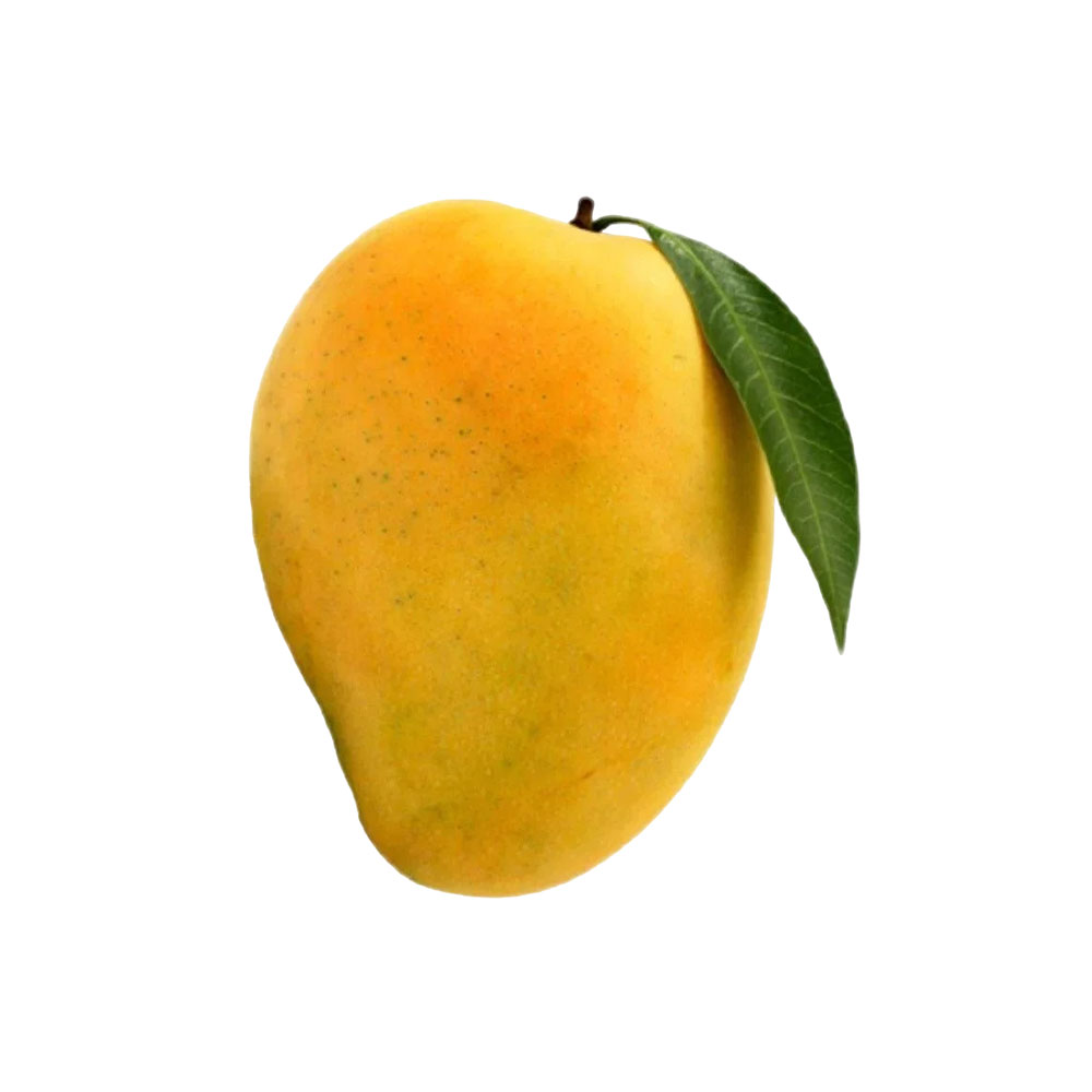 Mangue
