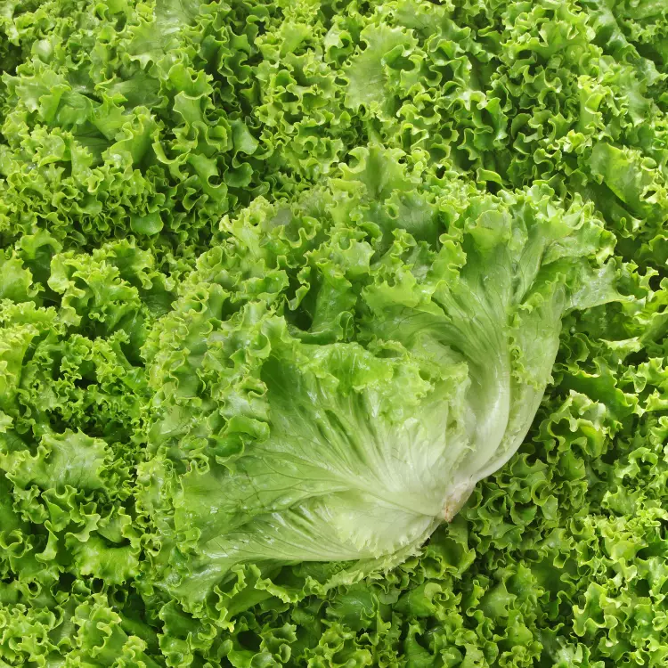 Salade – Image 2